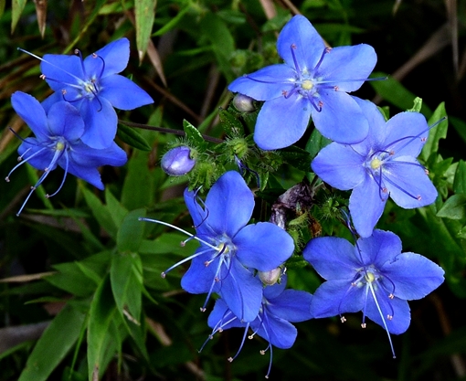 {Hydrolea corymbosa}